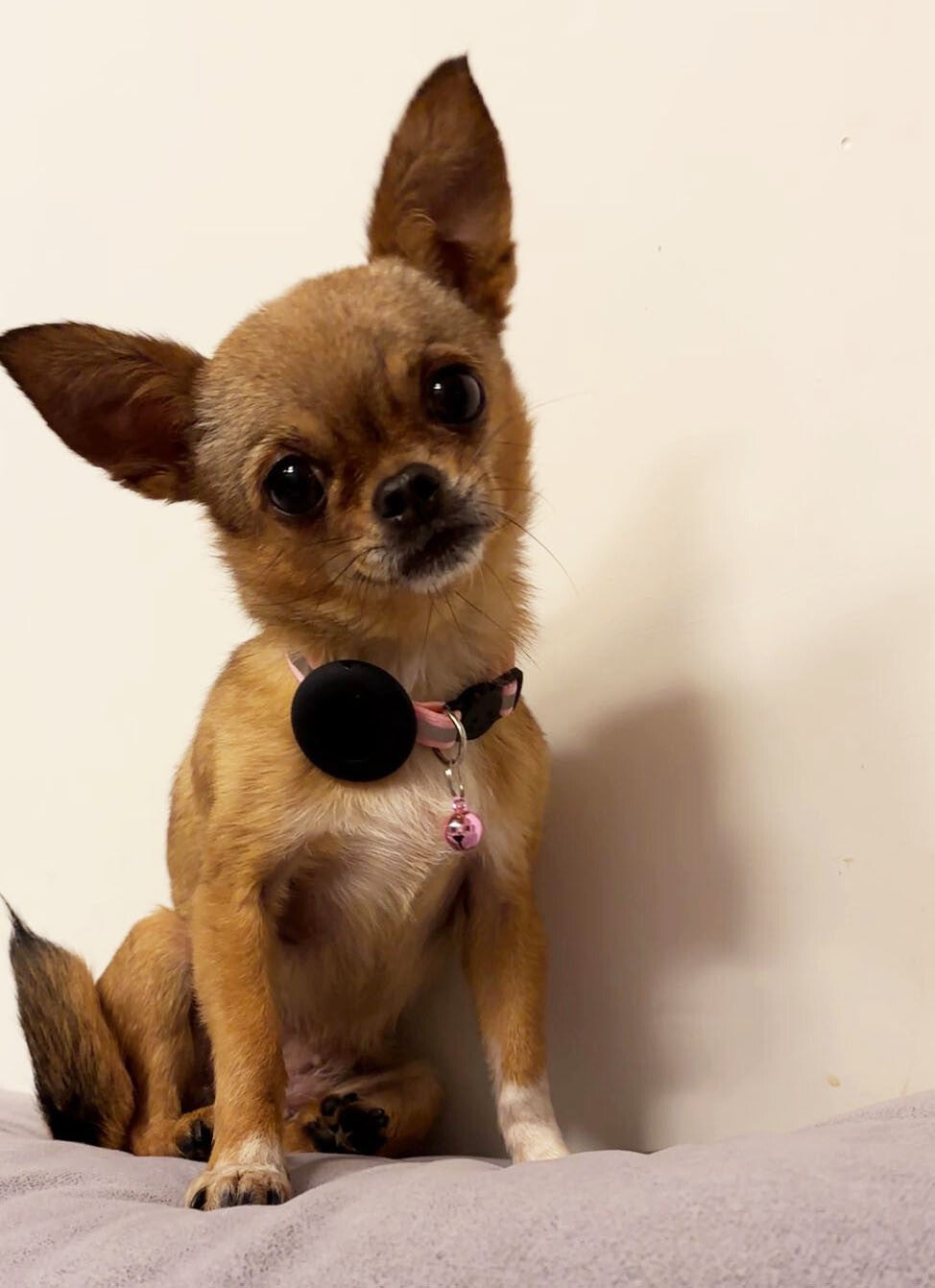 Apple AirTag Cat Collar Holder, Includes Bell