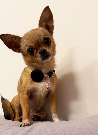 Apple AirTag Cat Collar Holder, Includes Bell